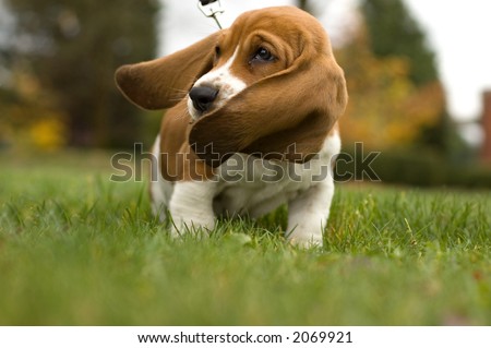 Basset Hound Ear's Blowing in the wind