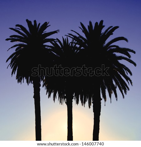 three palm trees silhouetted against a blue and purple sunset