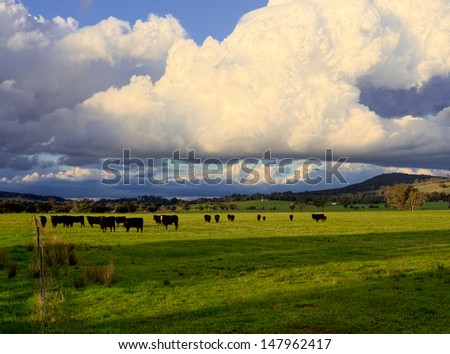cattle on a farm in Victoria Australia ready to get rained on