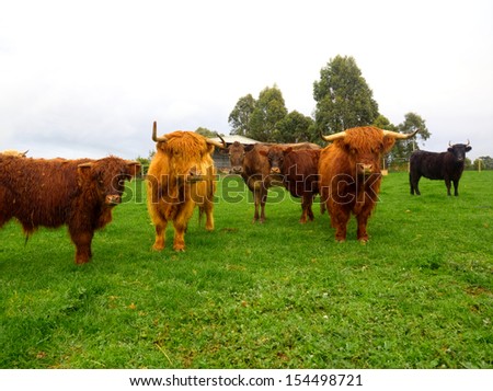 highland cattle in victoria waiting for a good feed