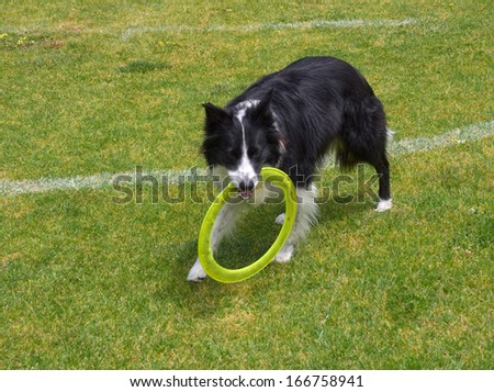 border collie dog returning frisbee for next throw