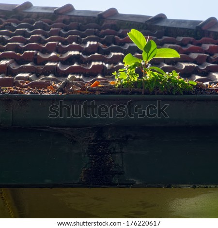 overgrown gutter in need of cleaning maintenance and repair