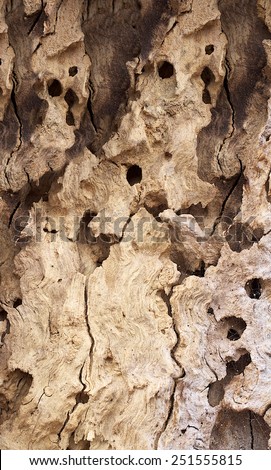 worms holes in a rotting tree