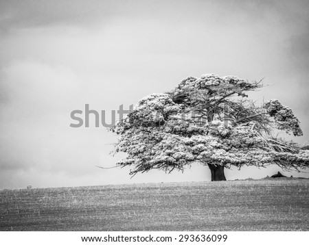 Black and white shade tree on a typical Victorian farm in Australia