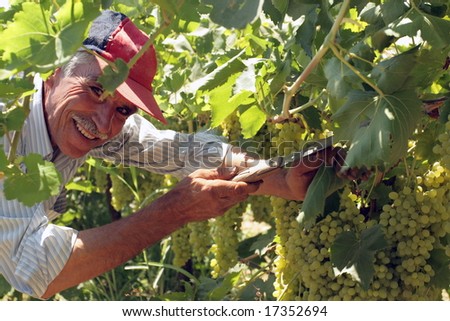 old man working in the vineyard with a smile on his face