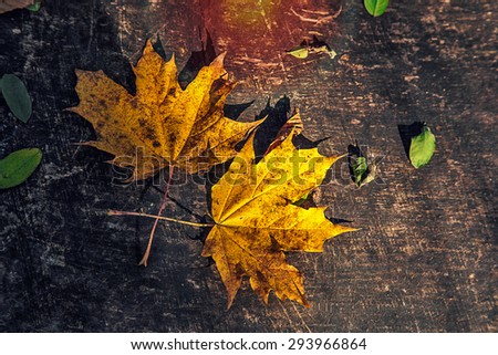 Golden autumnal leaves on a log with sunlight