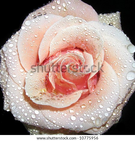 pink rose and drop