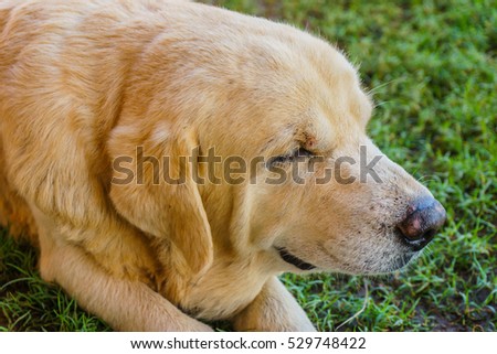 The old golden retriever dog sleep on glass at a front of home with smile.