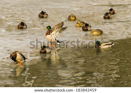 A duck flapping by wings among the duck flocks on the ice of the melting pond