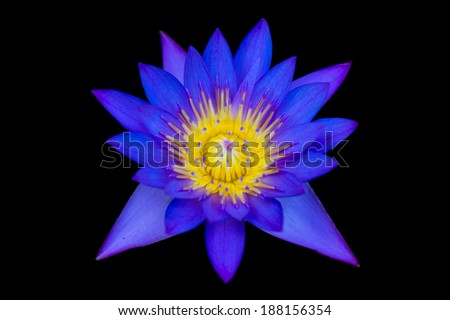The water lily isolated on black background