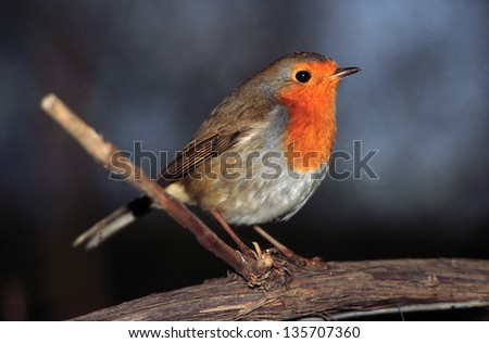 robin bird birdwatching wild animals wild birds