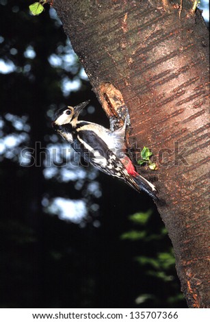 great spotted woodpecker bird birdwatching wild animals wild birds