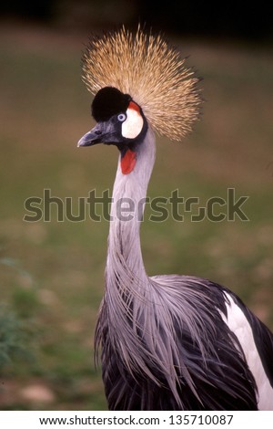 grey crowned crane bird birdwatching wild animals wild birds