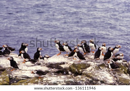 puffin sea animals birds with wings wild birds abnormal world