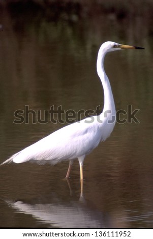 great white egret heron animals birds with wings wild birds abnormal world