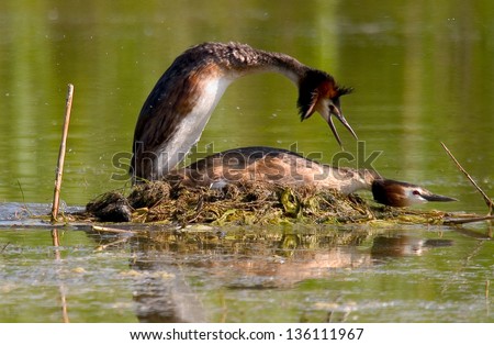 great crested grebe sea animals birds with wings wild birds abnormal world coupling