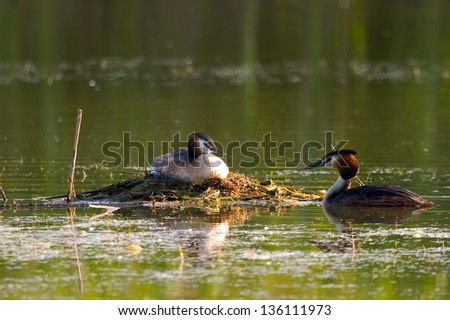 great crested grebe sea animals birds with wings wild birds abnormal world