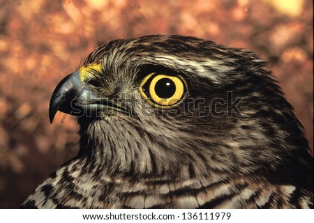 sparrowhawk animals birds with wings wild birds abnormal world