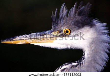 grey heron animals birds with wings wild birds abnormal world