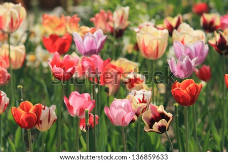 tulip flowers garden grass green color garden spring petals details flowers gardening green grass spring flowers