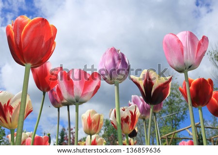 tulip flowers garden grass green color garden spring petals details flowers gardening green grass spring flowers