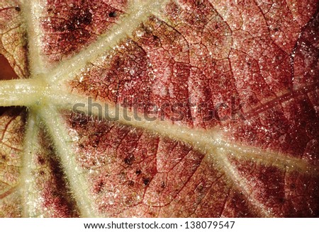 leaves macro magnification particular plant tissue