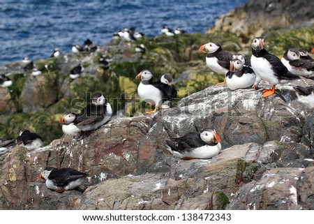 puffin seabird cliffs nore scotland europe