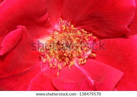flower and petal pistil internal magnification