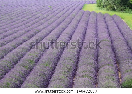 scents of lavender provence cultivated flower essences for cosmetics