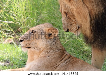 lion king of the jungle carnivorous mammal predator African savannas kruger national park south africa