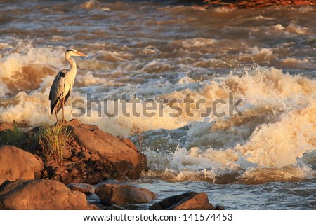 heron bird african wildlife migratory birds of the savannah kruger national park south africa