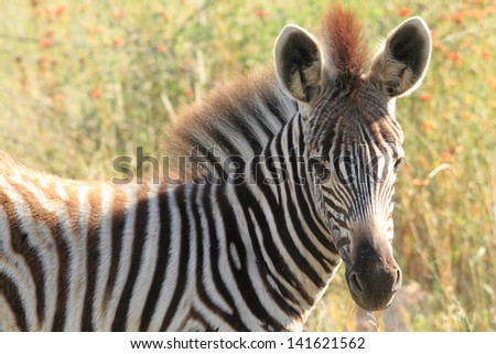 Zebra African Savannah Antelope Gnu Herbivore Ruminant Mammal Stock