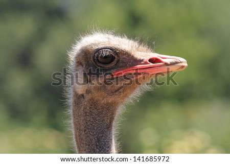 common ostrich bird african wildlife migratory birds of the savannah kruger national park south africa