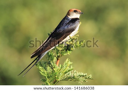 greater striped swallow bird african wildlife migratory birds of the savannah kruger national park south africa