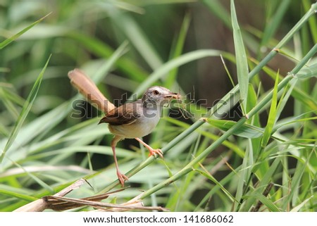 reed warbler bird african wildlife migratory birds of the savannah kruger national park south africa
