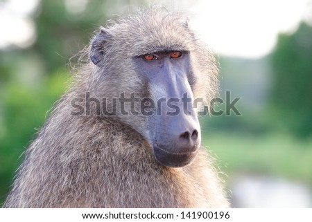 Baboon Monkey Omnivorous Mammal Herbivore African Savannas Kruger