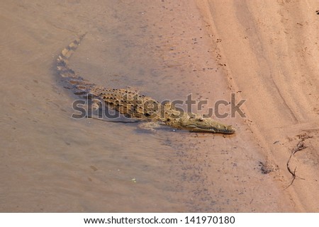 reptiles and amphibians warm-blooded animals kruger national park south africa nile crocodile