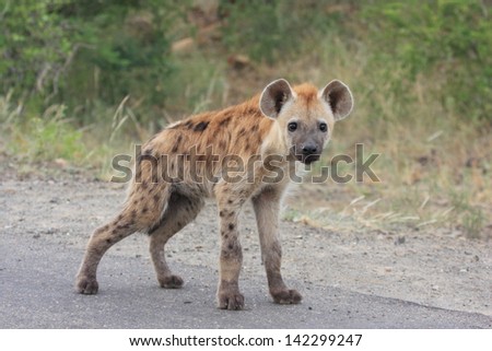 hyena mammal wildlife African continent kruger national park south africa wild eco-tourism and solidarity