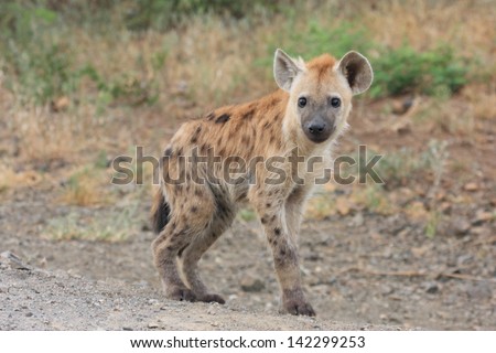hyena mammal wildlife African continent kruger national park south africa wild eco-tourism and solidarity
