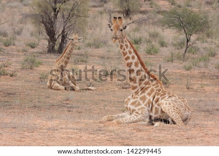 giraffe mammal wildlife African continent kruger national park south africa wild eco-tourism and solidarity