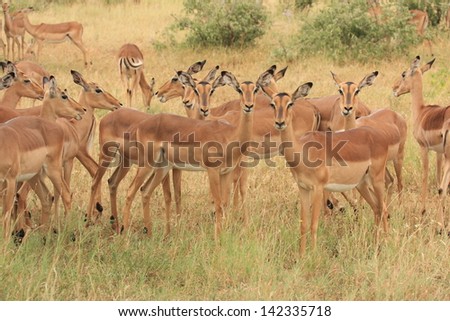 impala gazelle mammal wildlife African continent kruger national park south africa wild eco-tourism and solidarity