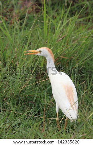 cattle egret african savannah birds rivers and lakes africa birds birds birds birds birdwaching observation censuses African wildlife wild animals
