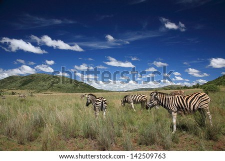 zebra herbivorous mammal of the African savannah zebras live in numerous flocks on the plains south africa kruger national park