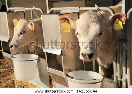 breeding cows and bulls for meat and milk production for cheese parmesan typical Italian product healthy eating eat well