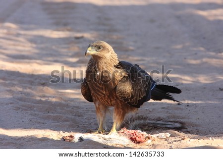 kite bird omnivorous predator of the skies migratory flight birds typical African continent savannah lakes rivers wild birds africa kruger national park south africa