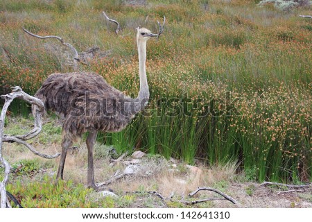 common ostrich birds typical African continent savannah lakes rivers wild birds africa kruger national park south africa