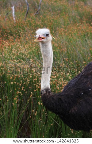 common ostrich birds typical African continent savannah lakes rivers wild birds africa kruger national park south africa