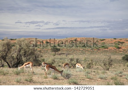 springbok wild animals african mammal savannah plains and deserts africa kalahari desert kgalagadi national park south africa botswana nature parks and nature reserves