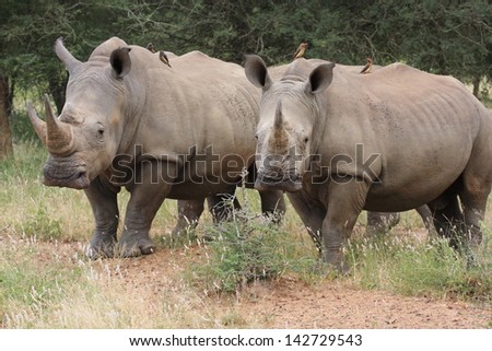 african rhinoceros wild animals african mammal savannah plains and deserts africa kalahari desert kgalagadi national park south africa botswana nature parks and nature reserves