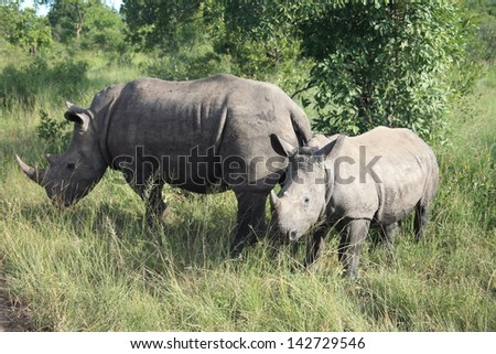 african rhinoceros wild animals african mammal savannah plains and deserts africa kalahari desert kgalagadi national park south africa botswana nature parks and nature reserves